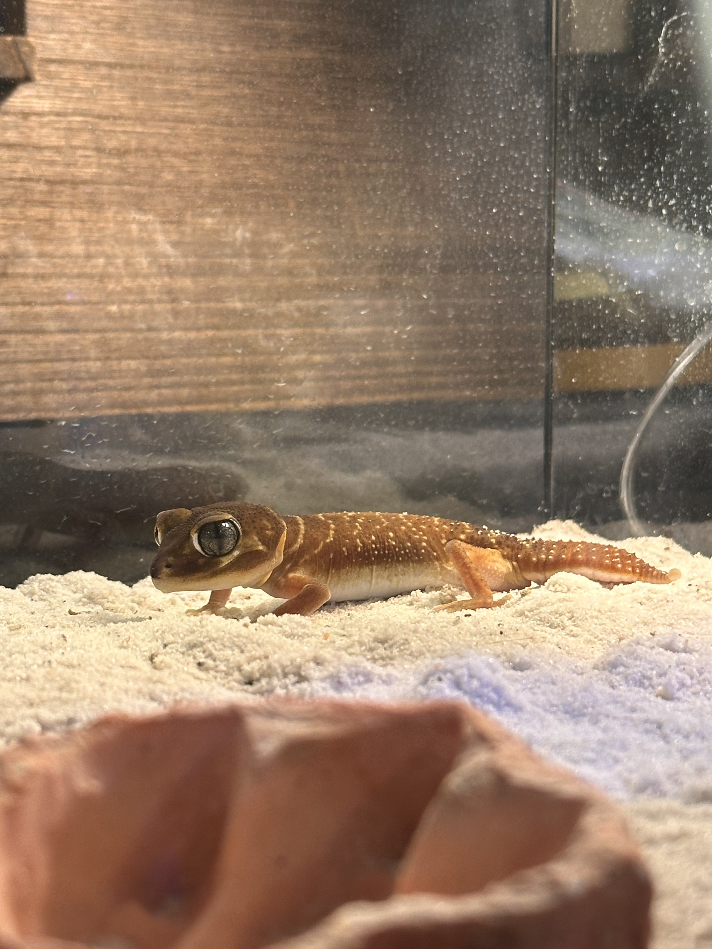 復古市集春季場