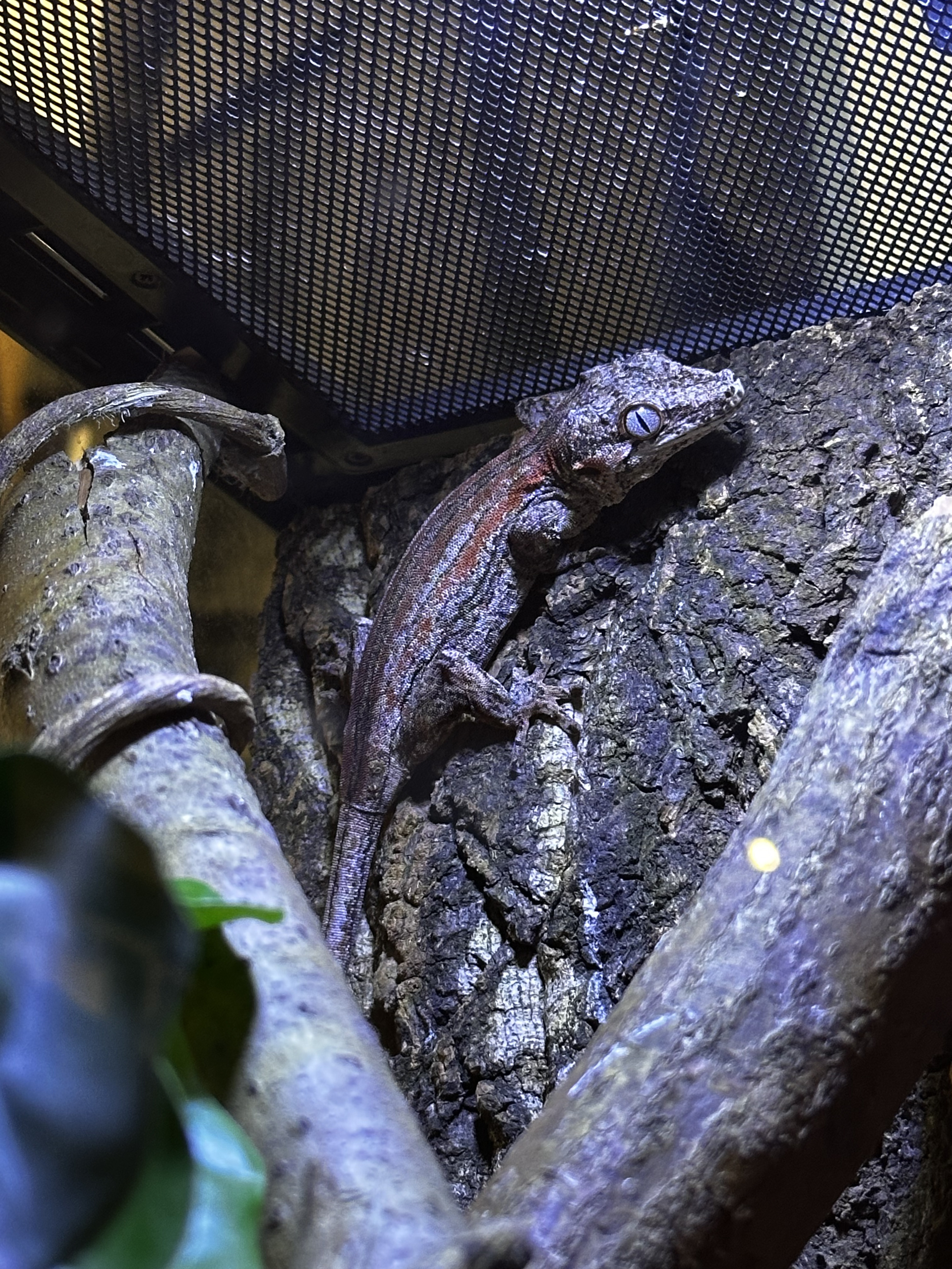 夏日音樂節 2024