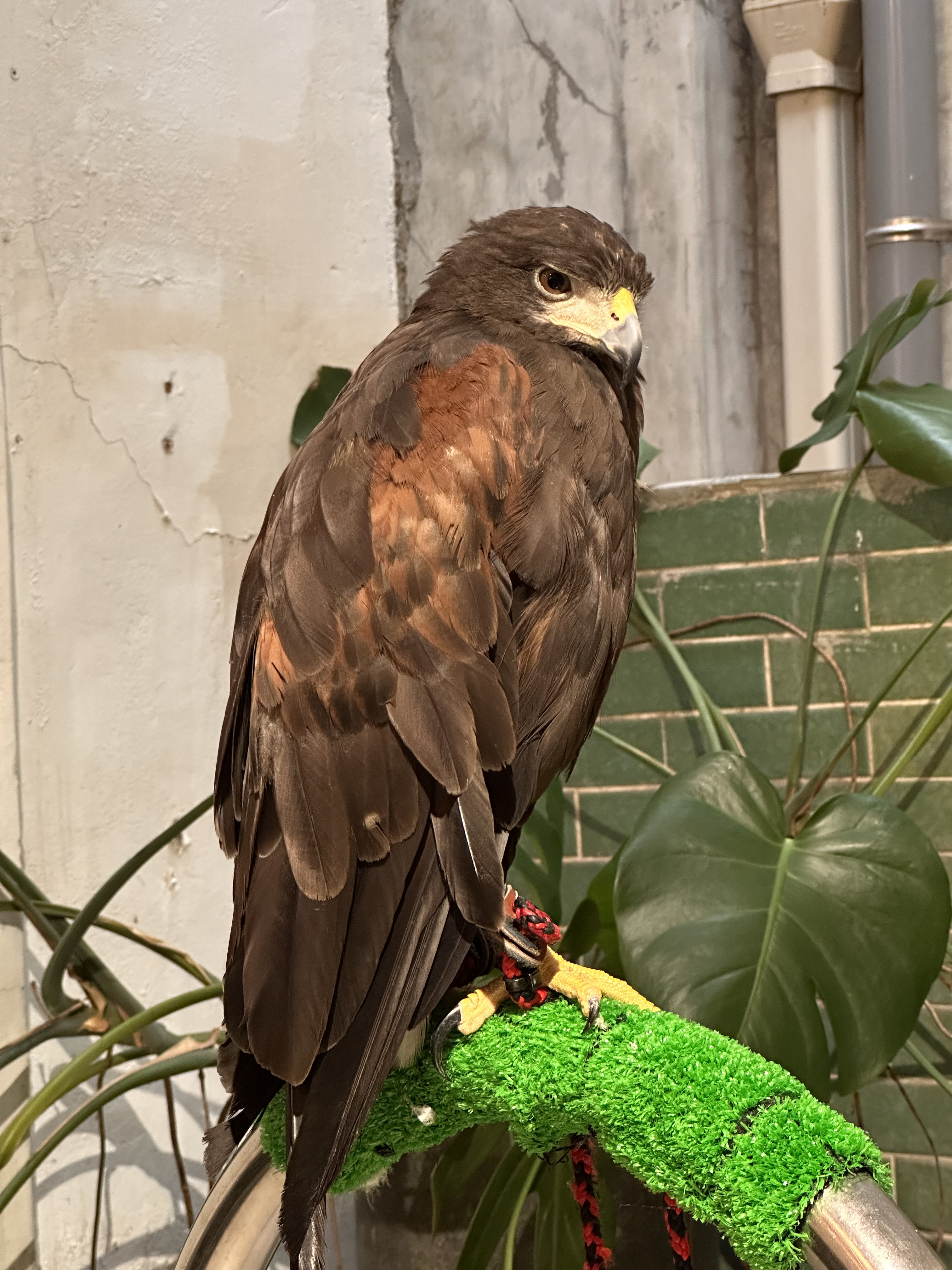 復古市集圓滿落幕